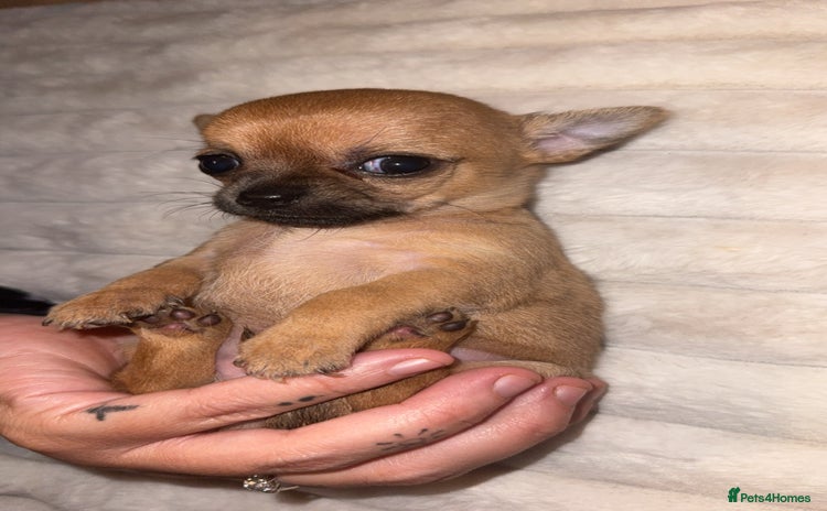 Chihuahua dogs - Advert 8