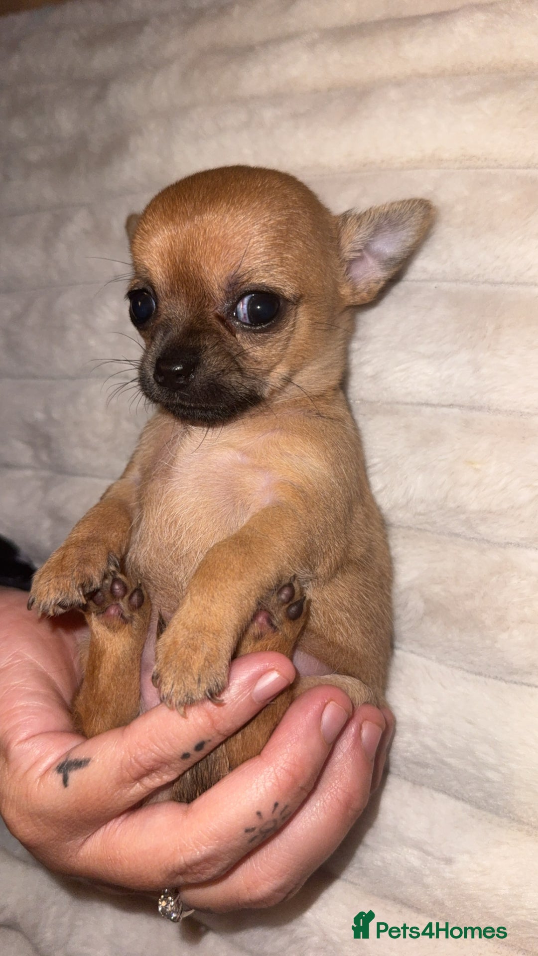 Chihuahua dogs for sale: 3 beautiful chihuahuas 2 girls 1 boy left  - Image 11