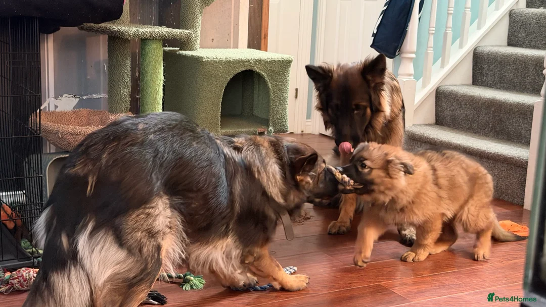 German Shepherd dogs for sale: Female German Shepherd Puppy **available now** - Advert 2