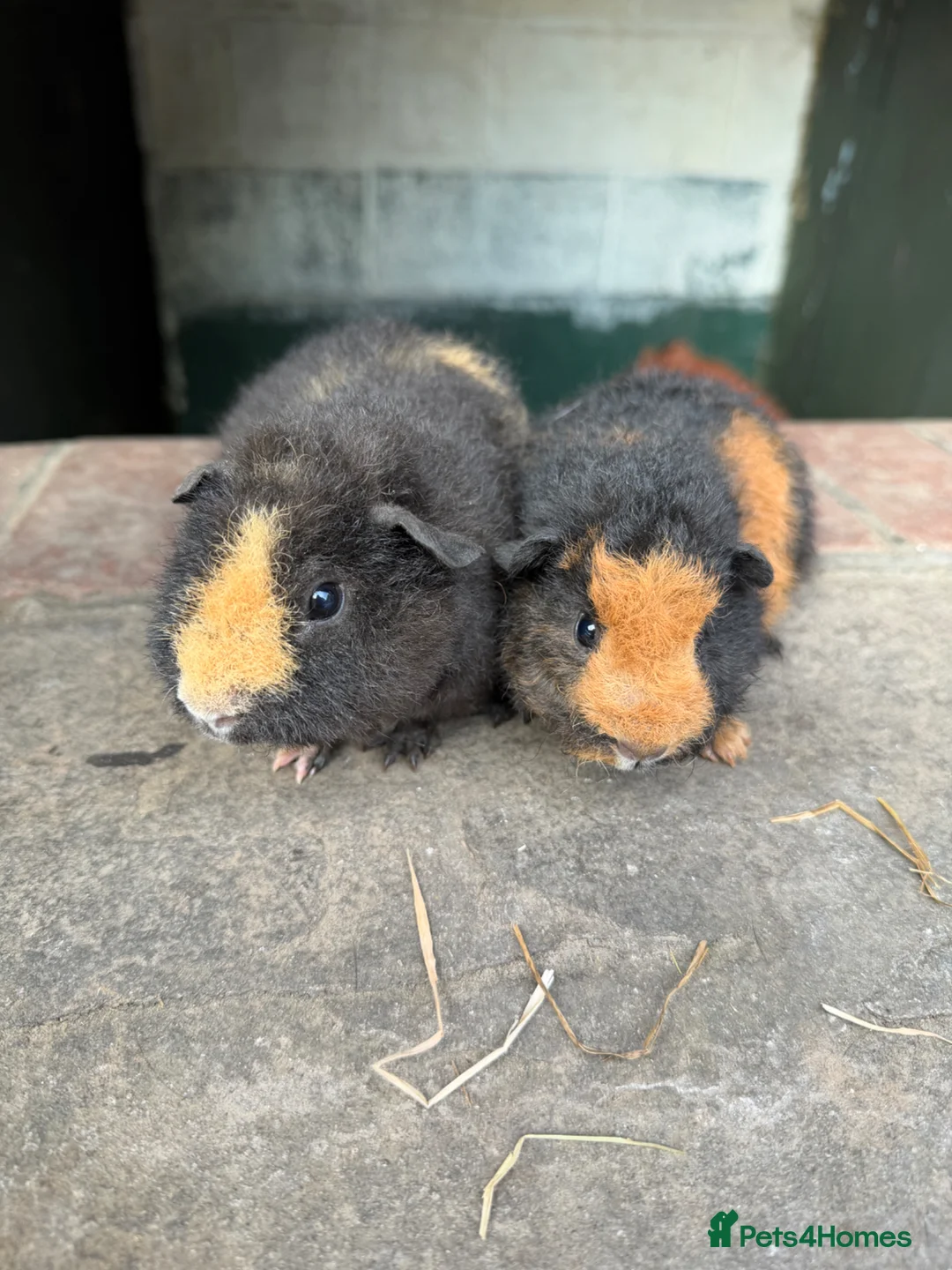 Guinea Pig rodents for sale: Gorgeous Guineas avaliable  - Advert 1