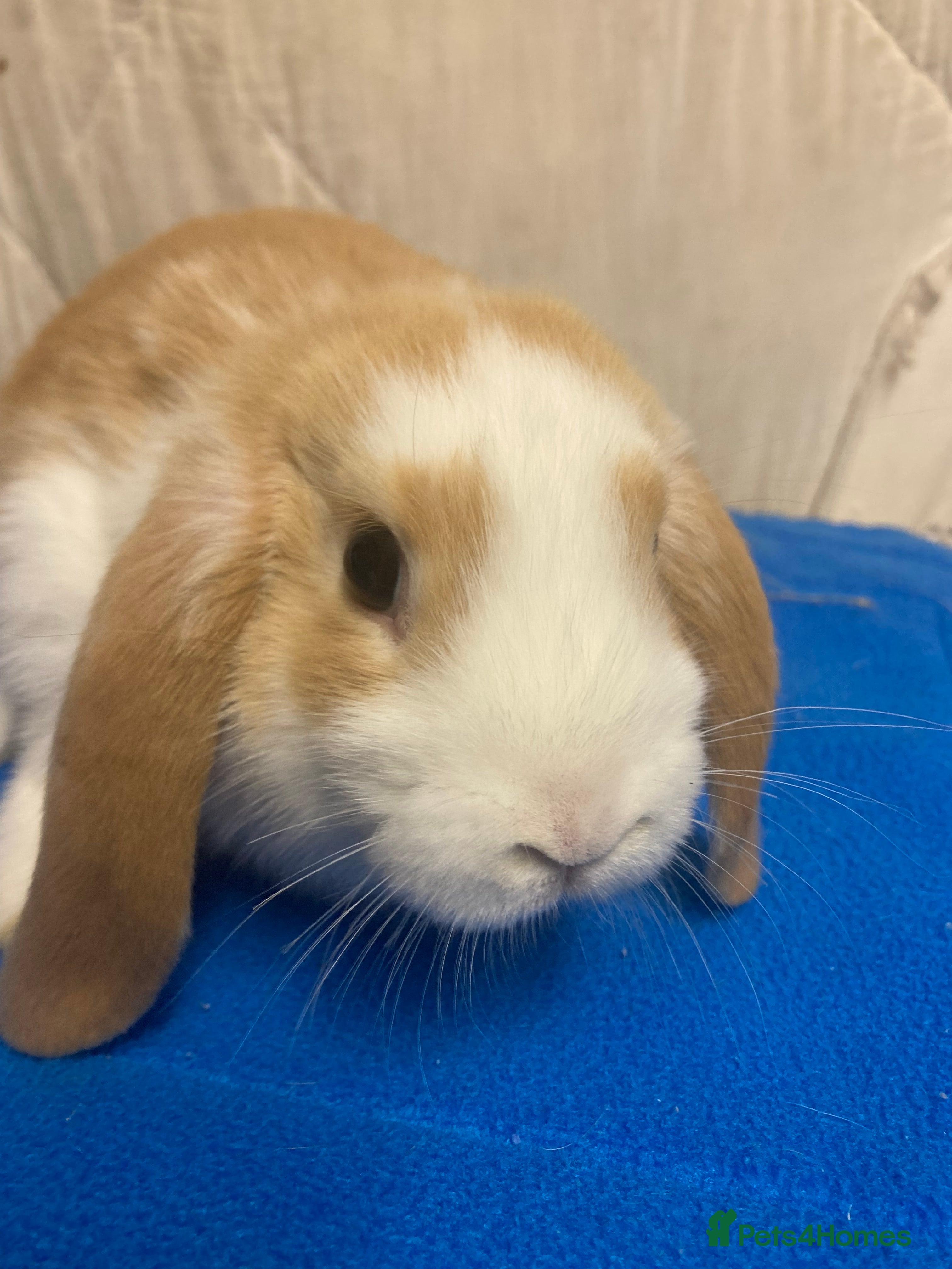 Mini Lop rabbits Female Baby Mini Lop For Sale  - Advert 9