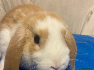 Mini Lop rabbits Female Baby Mini Lop For Sale - Advert 1