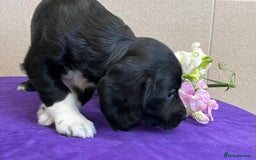 Sprocker dogs for sale: My sweet peas SPECIAL indeed x - Image 4
