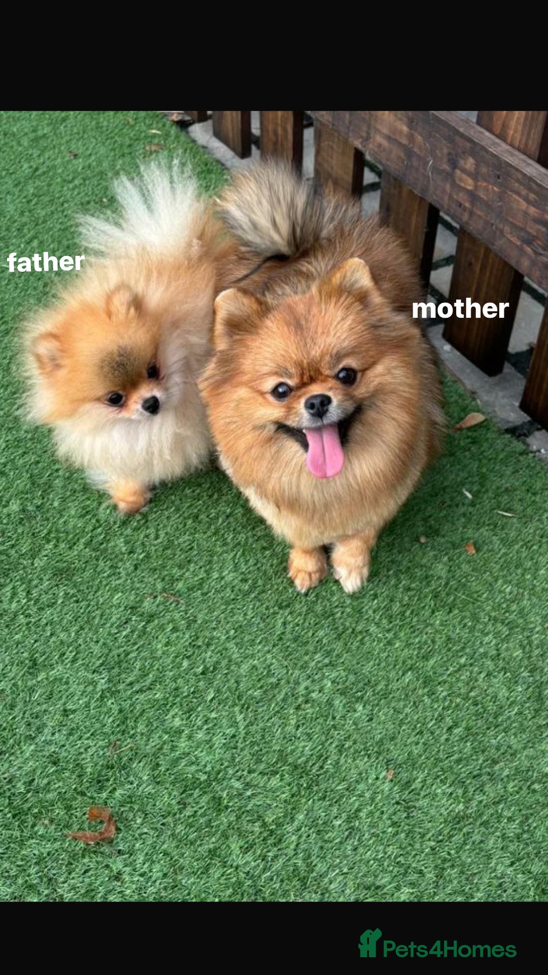 Pomeranian dogs for sale: darla🌸💗 - Image 4