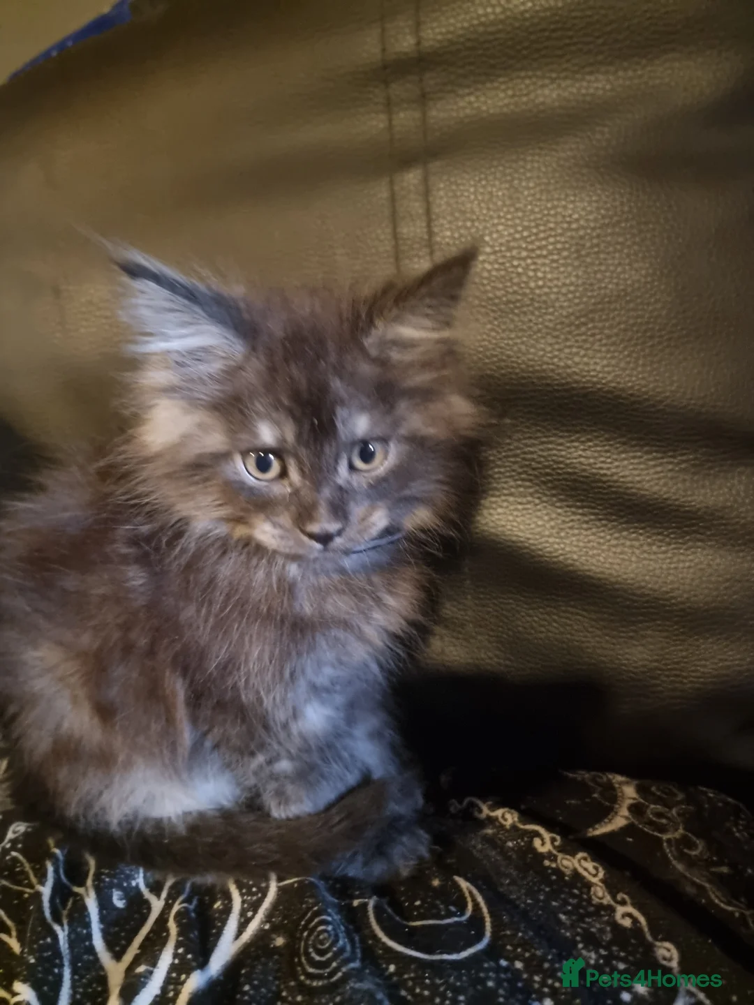 Maine Coon cats for sale: 3 Beautiful Maine Coon Boys - Advert 2