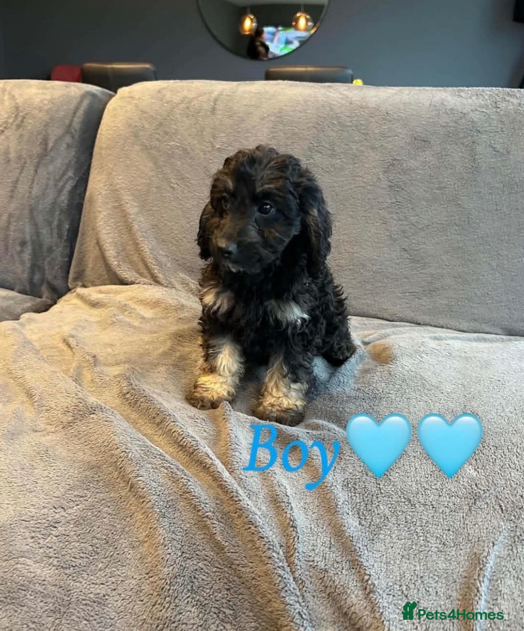 Cockapoo dogs for sale: F1bs cockapoo puppies  - Advert 2