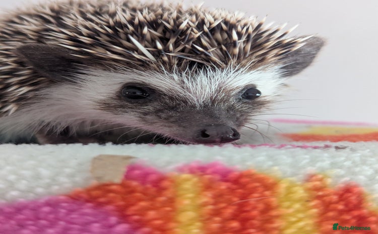 Pygmy Hedgehog rodents - Advert 1