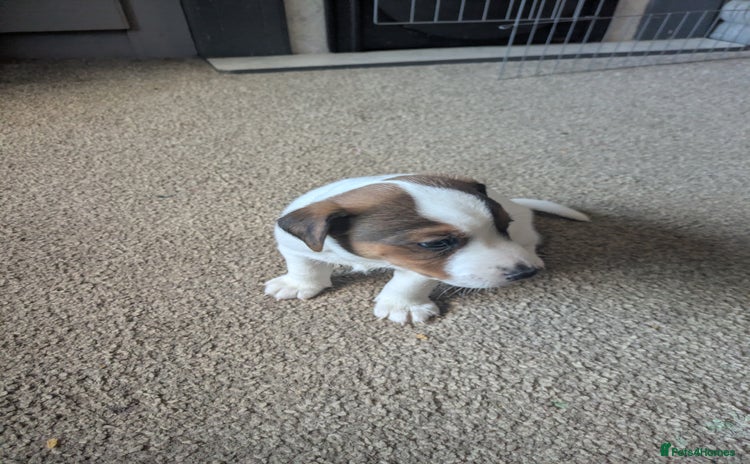 Jack Russell dogs - Advert 10