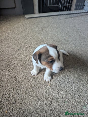 Jack Russell dogs - Advert 10