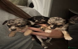 Chihuahua dogs for sale: 3 beautiful chihuahuas  - Image 6