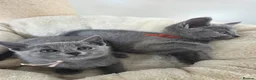 Russian Blue cats for sale: 💙  Russian Blue Kittens – Champion Line, TICA - Advert 23