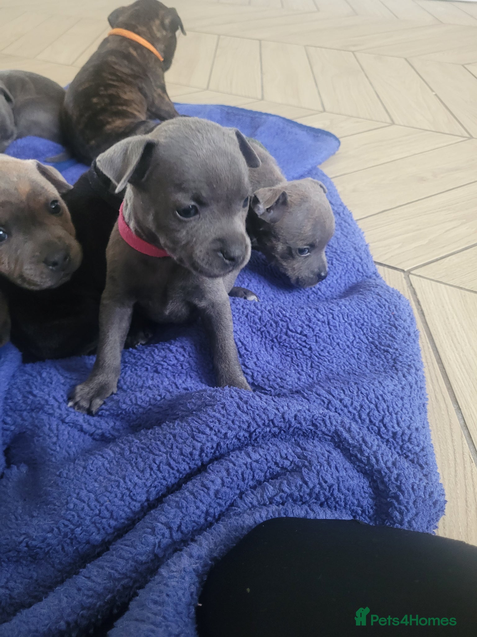 Mixed Breed dogs Staffie cross mastiff ( 3 left ) - Advert 3