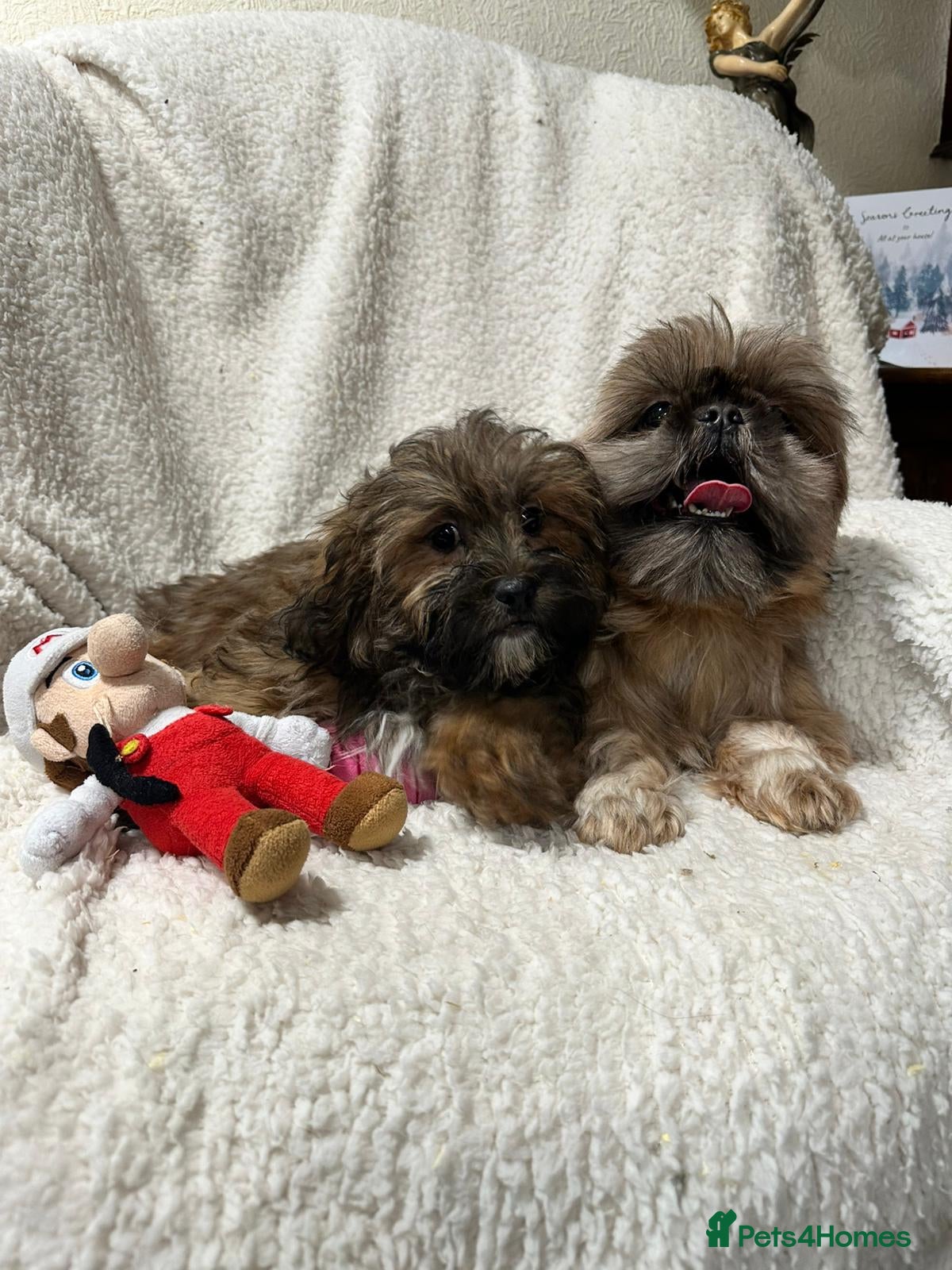 Shihpoo dogs Gorgeous shihpoo’s - Advert 1