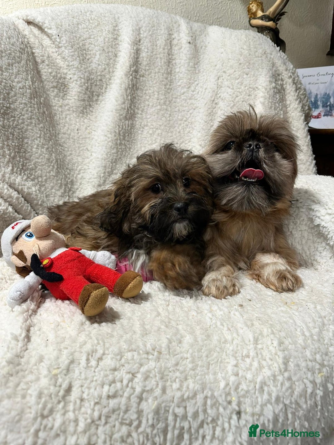 Shihpoo dogs for sale: Gorgeous shihpoo’s - Advert 1