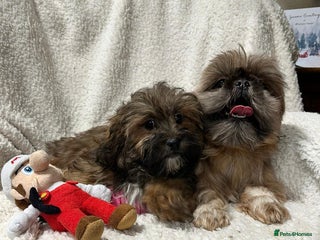 Shihpoo dogs Gorgeous shihpoo’s - Advert 3