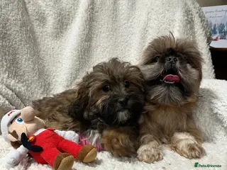 Shihpoo dogs Gorgeous shihpoo’s - Advert 11