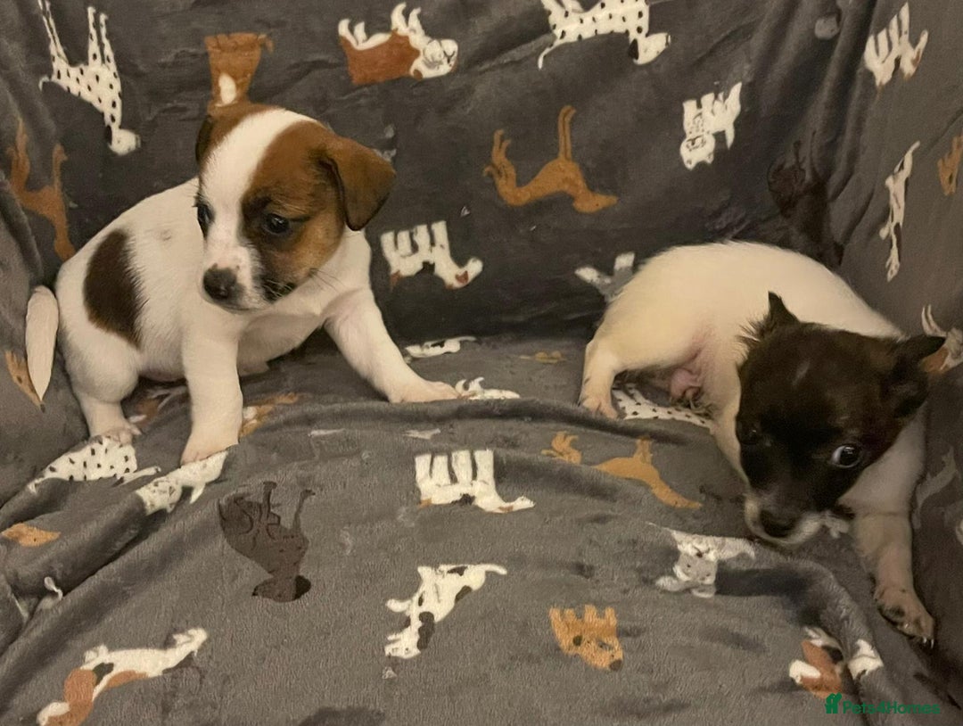 Jack Russell dogs for sale: Miniature jack Russell puppies - Advert 4