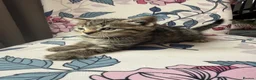 Mixed Breed cats for sale: Cute mixed long & short hair kittens for sale - Advert 9