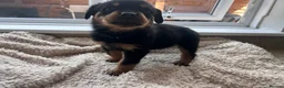 Rottweiler dogs for sale: Beautiful Rottweiler Pups  - Advert 2
