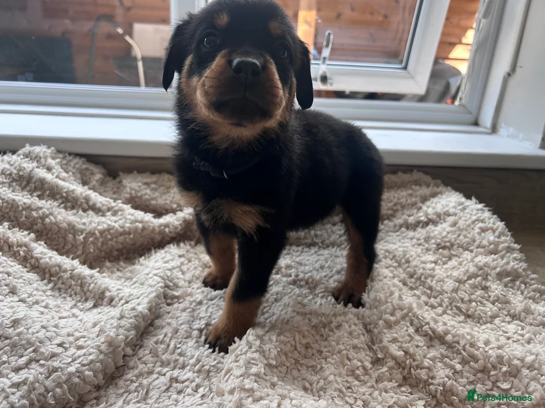 Rottweiler dogs for sale: Beautiful Rottweiler Pups  - Advert 2