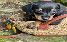Miniature Dachshund dogs for sale: gorgeous Nice Dapple doxie pups shorthair - Image 3