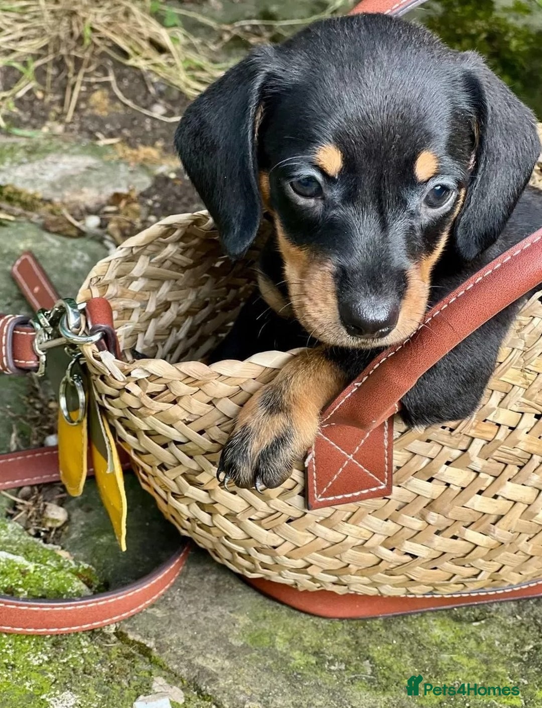 Miniature Dachshund dogs for sale: gorgeous Nice Dapple doxie pups shorthair - Image 3