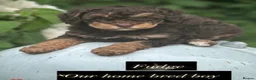 Miniature Poodle dogs for stud: Stunning mini poodle chocolate phantom  - Advert 9