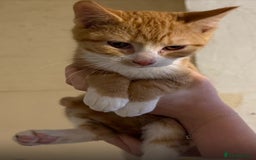 Domestic Shorthair cats for sale: Lovely Litter of Kittens - Image 3