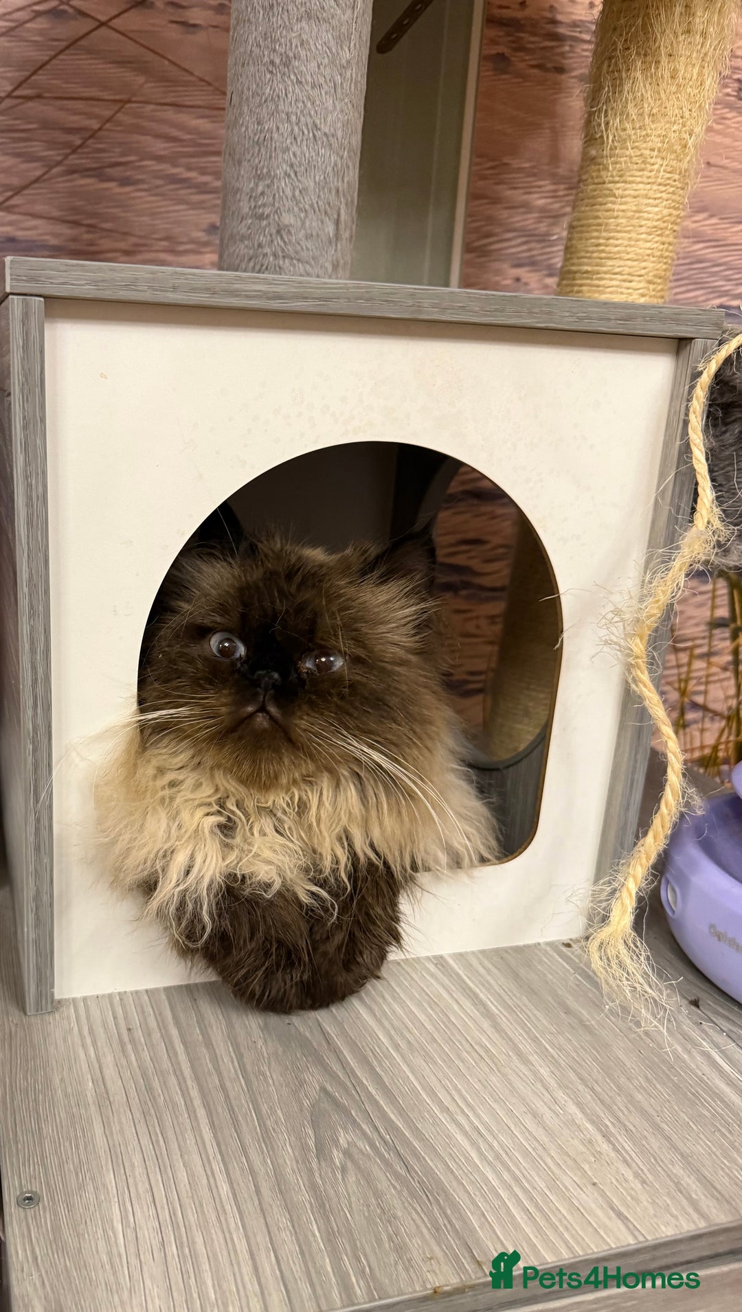 Persian cats for sale: Himalayan Persian Boy  - Advert 4