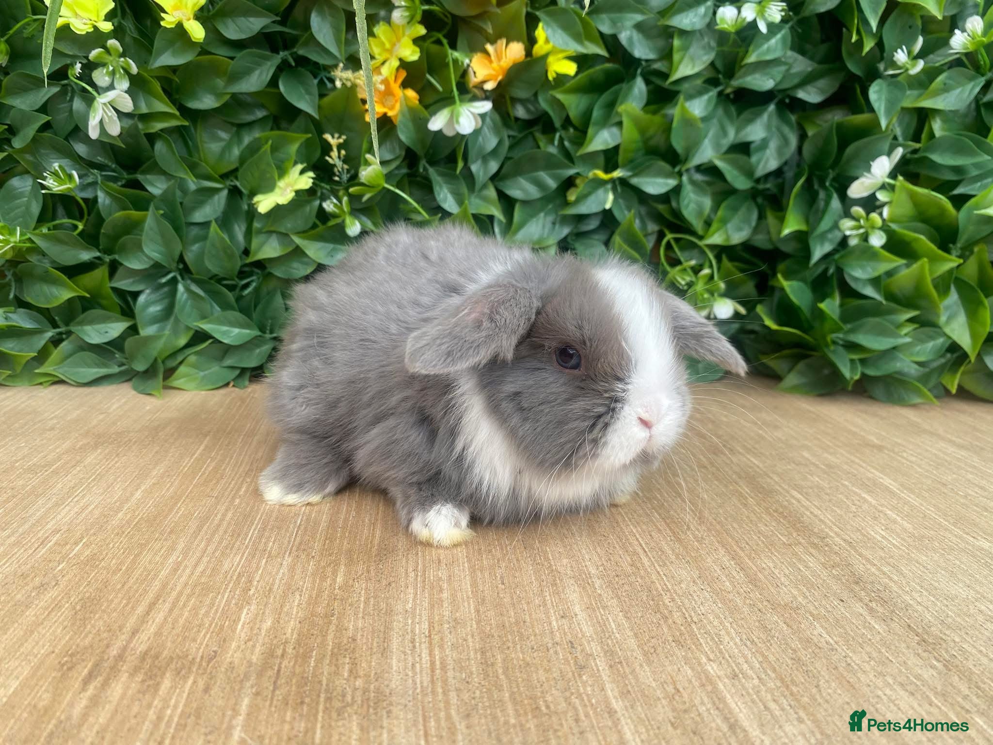 Mini Lop rabbits Mini lops  ready 5th June 2026  - Advert 5
