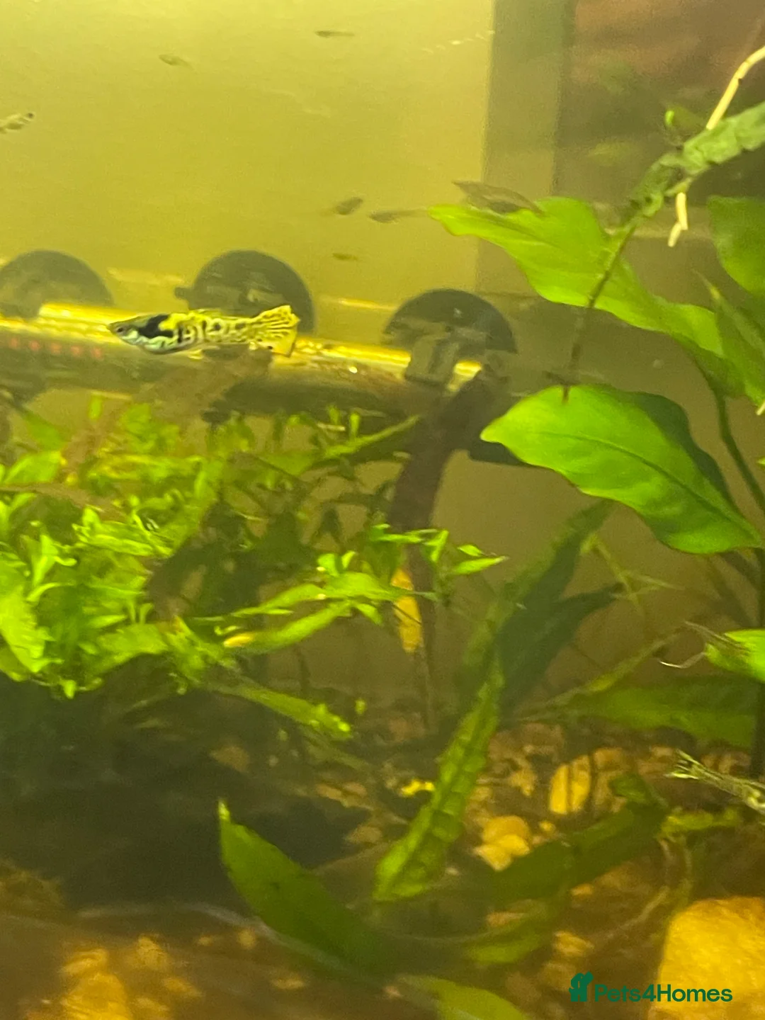 Live Bearers fish for sale: Endler's Livebearers in Cheltenham - Advert 2