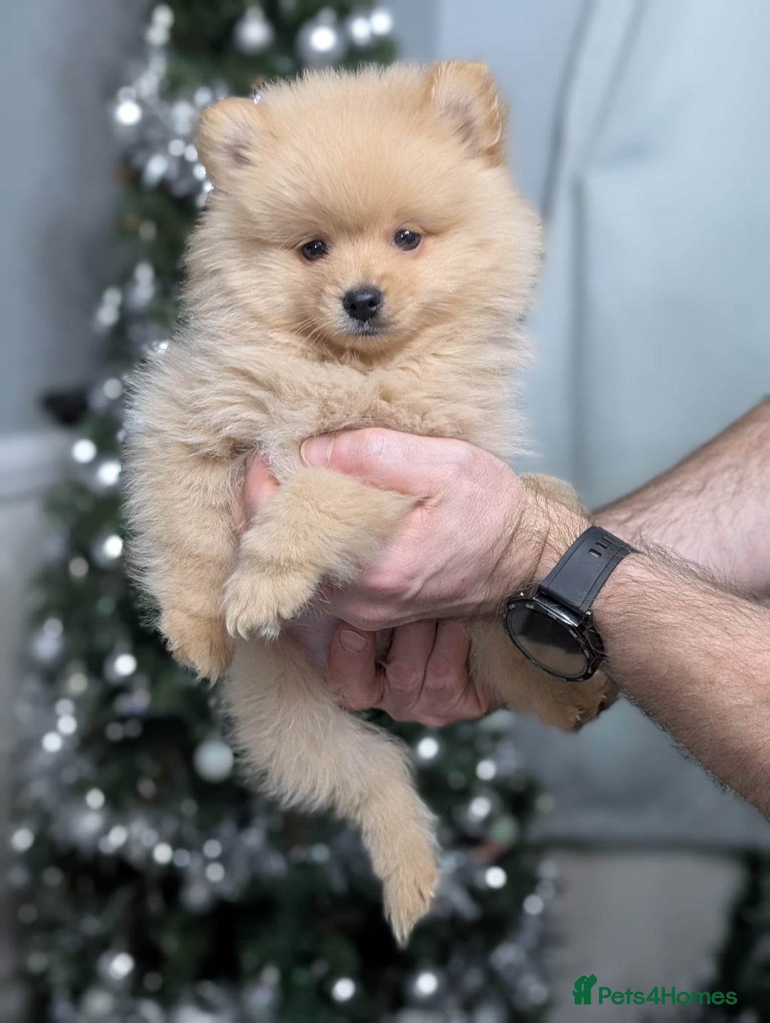 Mixed Breed dogs for sale: Pomeranian x Spitz puppy  - Advert 1