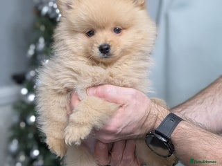 Mixed Breed dogs Pomeranian x Spitz puppy - Advert 1