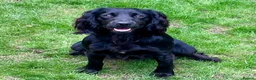 Cocker Spaniel dogs for sale: Female working cocker - Advert 3