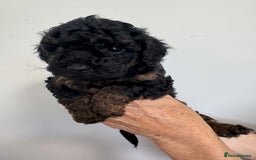Cavapoo dogs for sale: Beautiful Toy F1b Cavapoo puppies  in Liskeard - Image 21