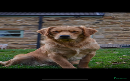 Golden Retriever dogs for sale: Beautiful Health Tested Puppies  - Image 14