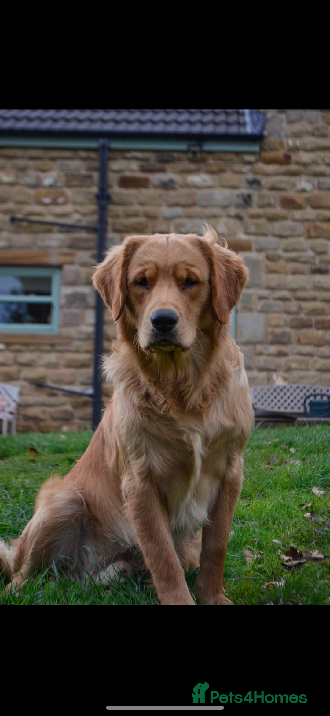Golden Retriever dogs for sale: Beautiful Health Tested Puppies  - Image 14