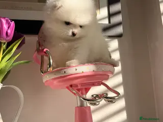 Pomeranian dogs Pomeranian Female CHI AI Li YA аnd Rusdian lines - Advert 6