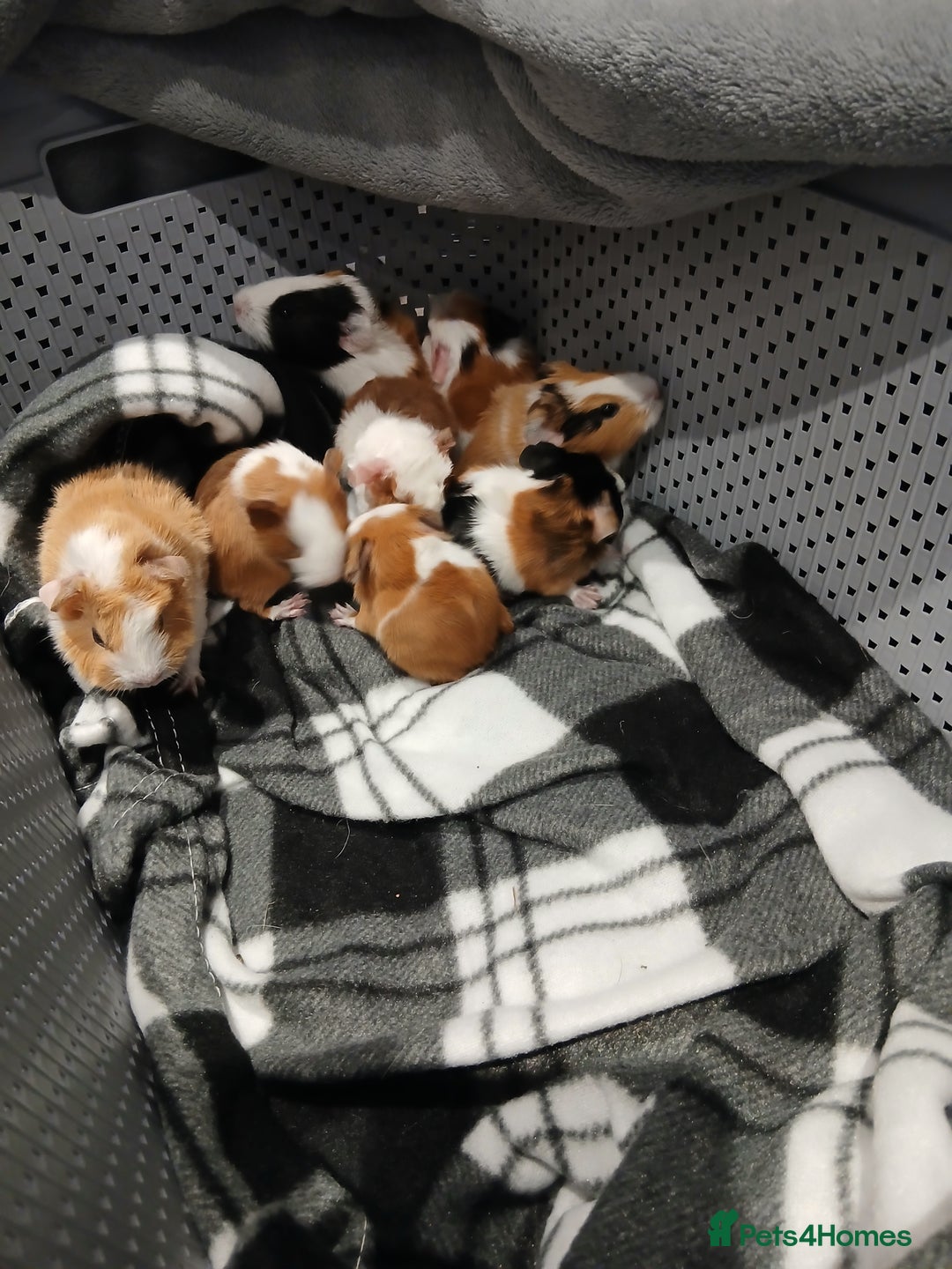 Guinea Pig rodents for sale: 2 female guineapigs and 8 baby guineapigs - Advert 4