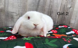 Mini Lop rabbits for sale: Mini lop baby rabbits for sale - Image 5