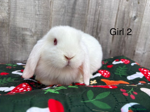 Mini Lop rabbits - Advert 15
