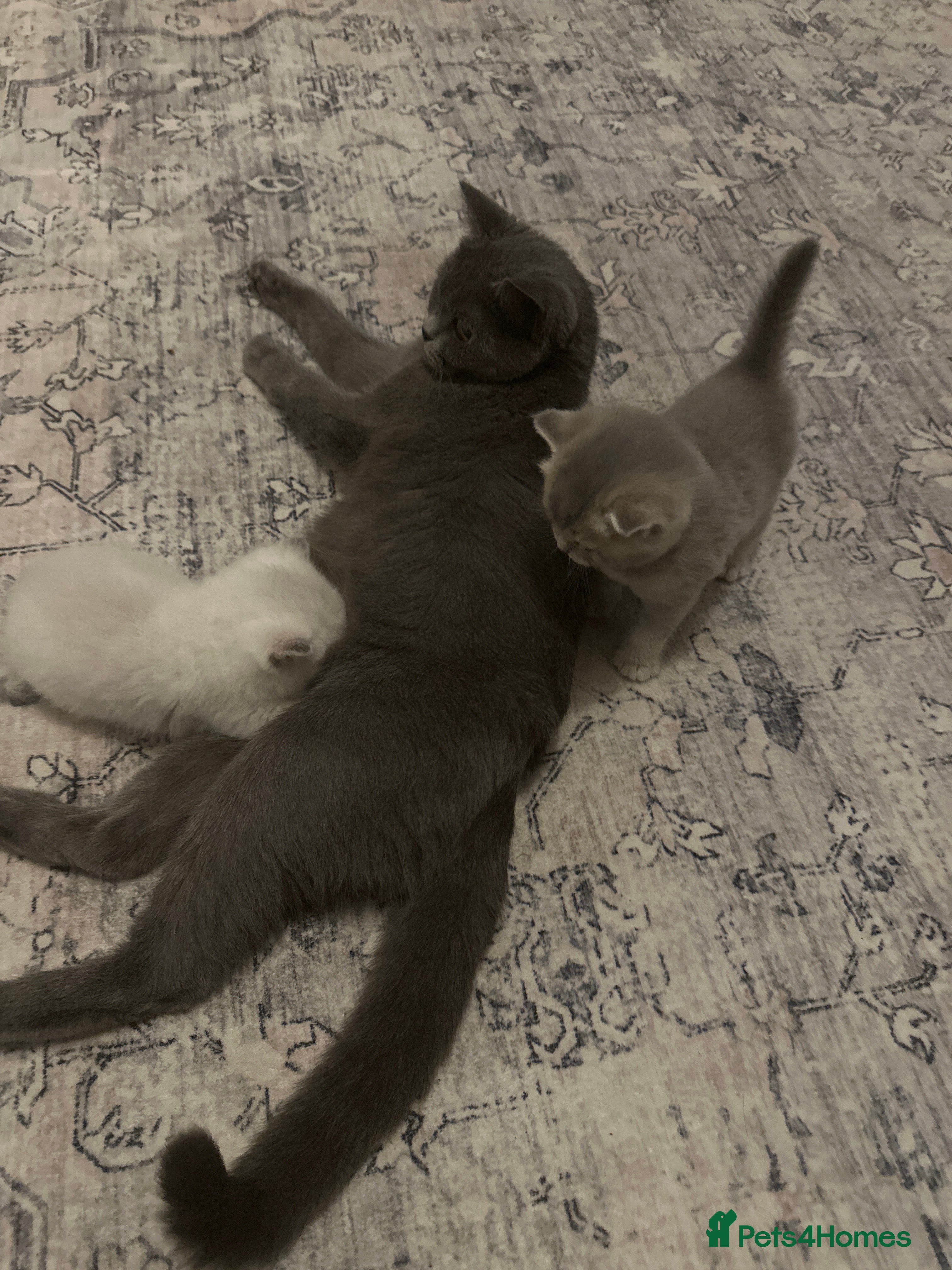 British Shorthair cats for sale:  British kittens - Advert 1