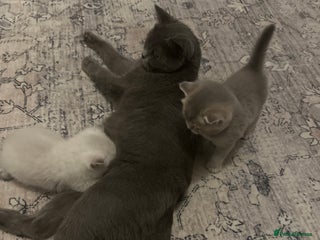 British Shorthair cats - Advert 12