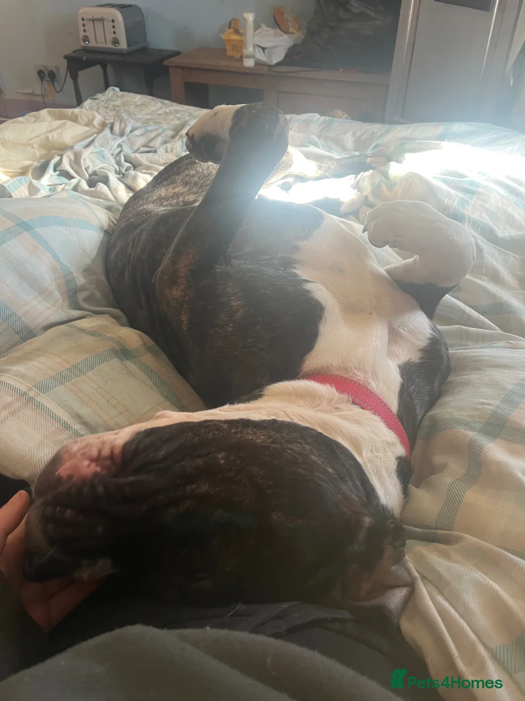 Mixed Breed dogs for sale: zola :) in Halifax - Advert 2