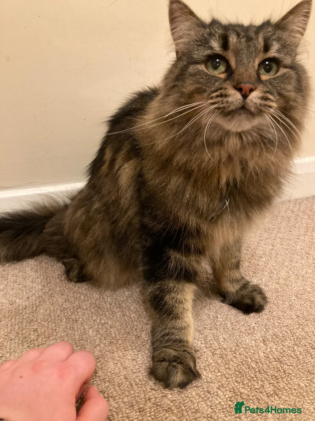 Mixed Breed cats for sale: Beautiful Girl searching for a loving home - Advert 34