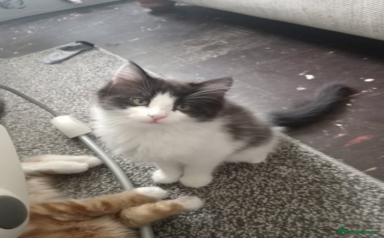 Norwegian Forest Cat cats in Basingstoke - Advert 6