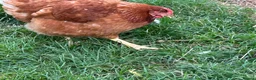 Chickens poultry for sale: Brown hens  - Advert 2