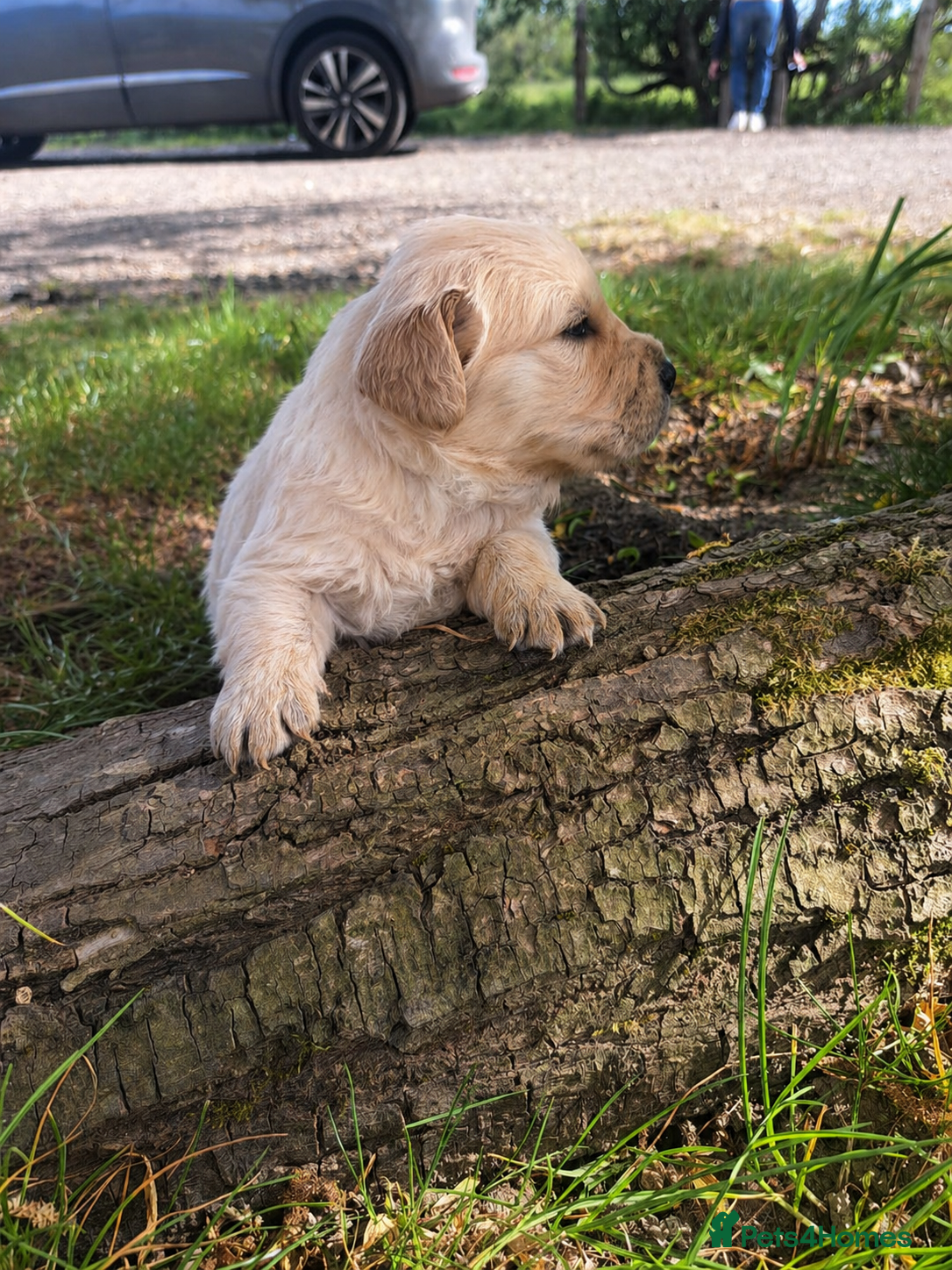 Golden Retriever dogs for sale: KC Registered Golden Retrievers- DNA Health Tested - Advert 2
