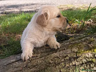 Golden Retriever dogs for sale: KC Registered Golden Retrievers- DNA Health Tested - Advert 2