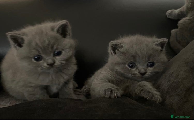 British Longhair cats - Advert 4